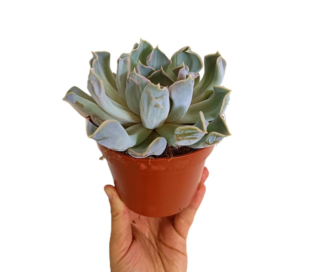 Echeveria Thriller Pearl M12_1