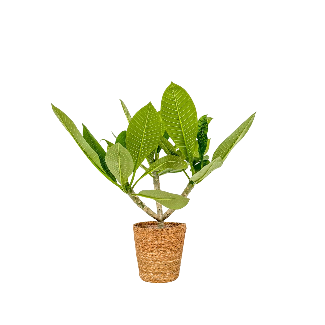 Frangipani - Plumeria Rubra 'hawaii' - Incluye Cesta - Altura 45-55cm - ⌀17cm_0