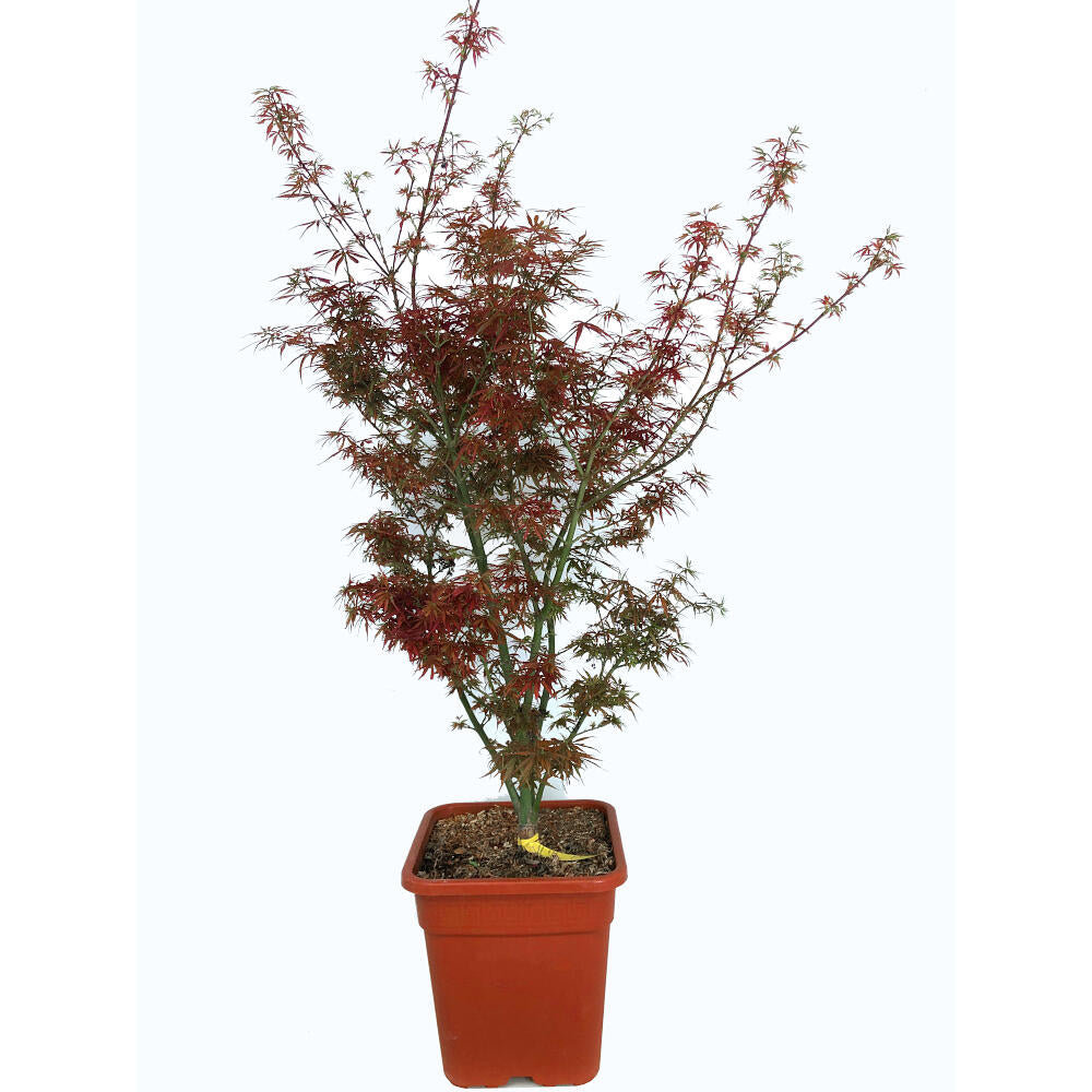 Acer Palmatum M27 130cm_0