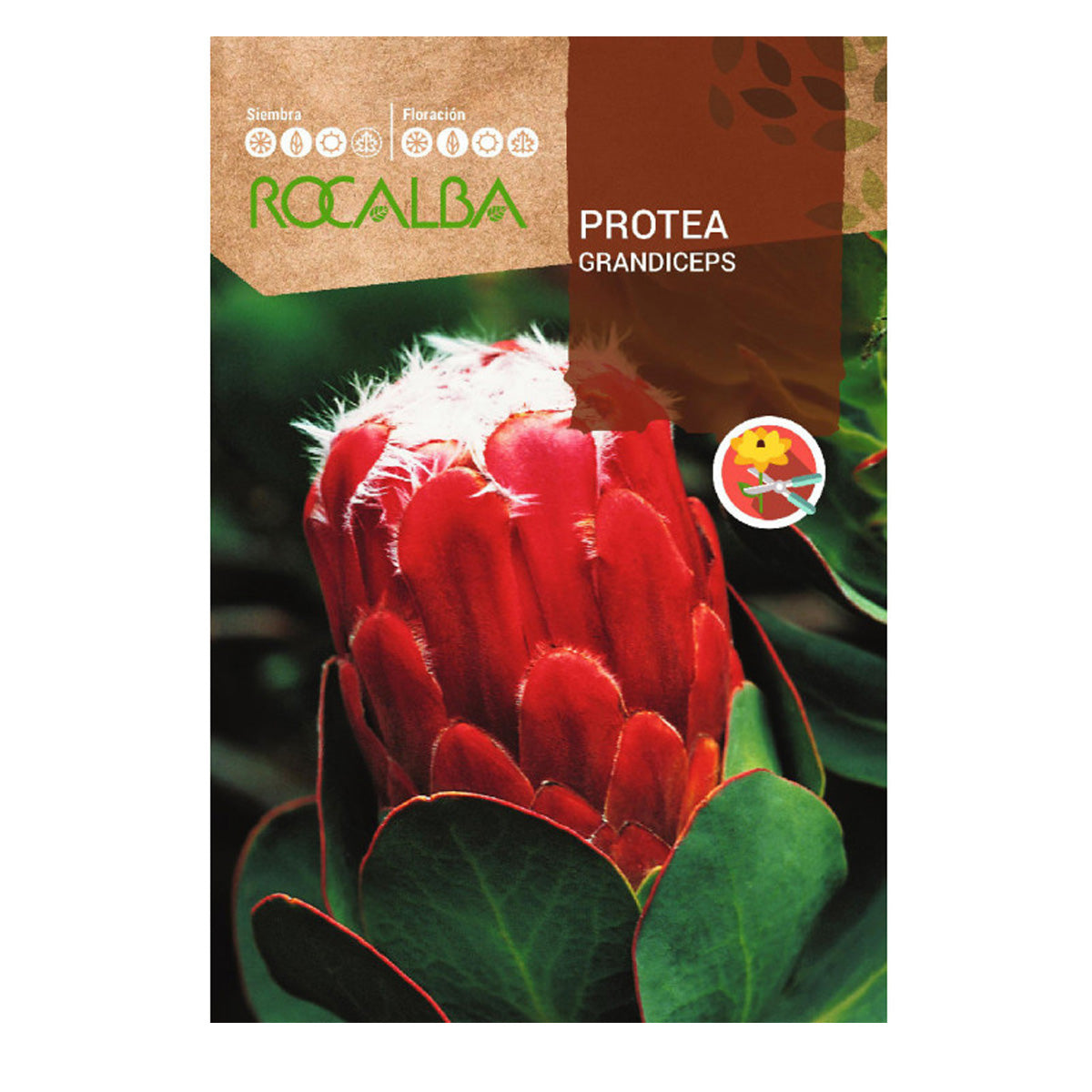 Sementes de Protea Grandiceps, Rocalba