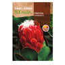 Sementes de Protea Grandiceps, Rocalba