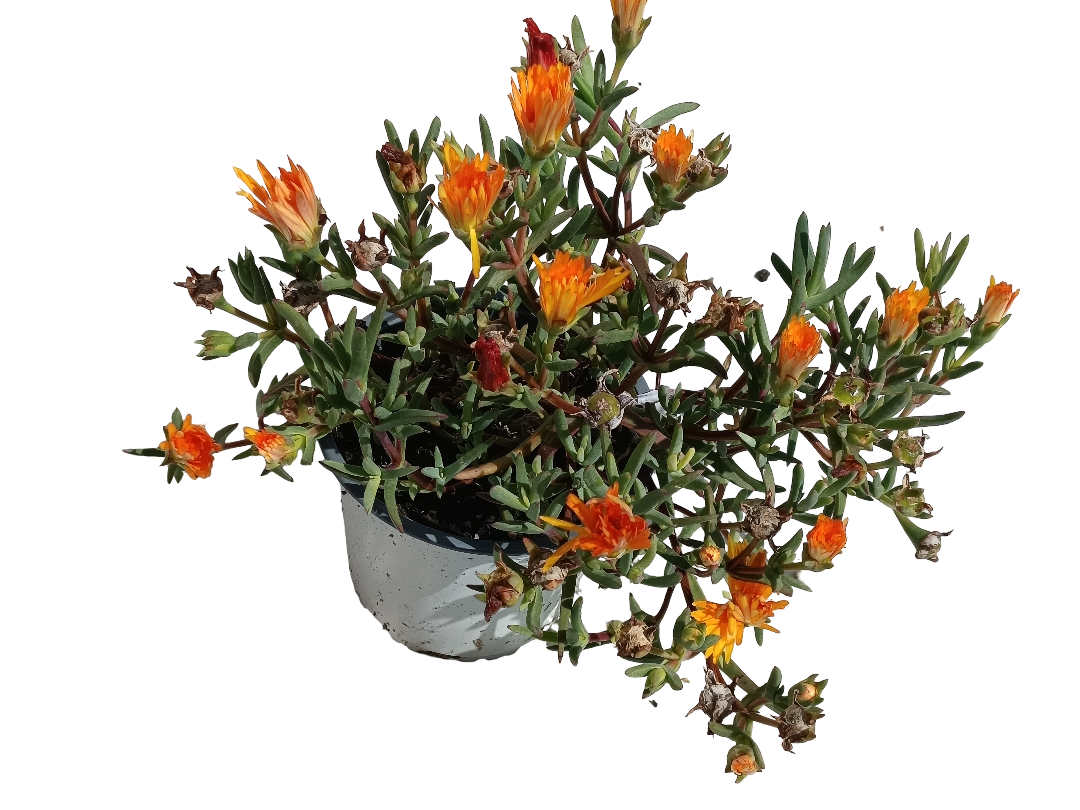 Mesem Flor Naranja Planta Colgante Ø14_0