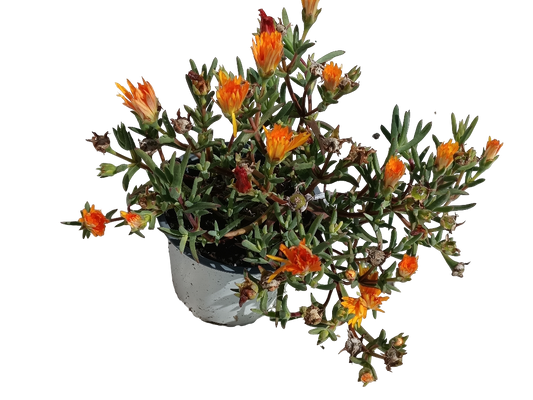 Mesem Flor Naranja Planta Colgante Ø14_0