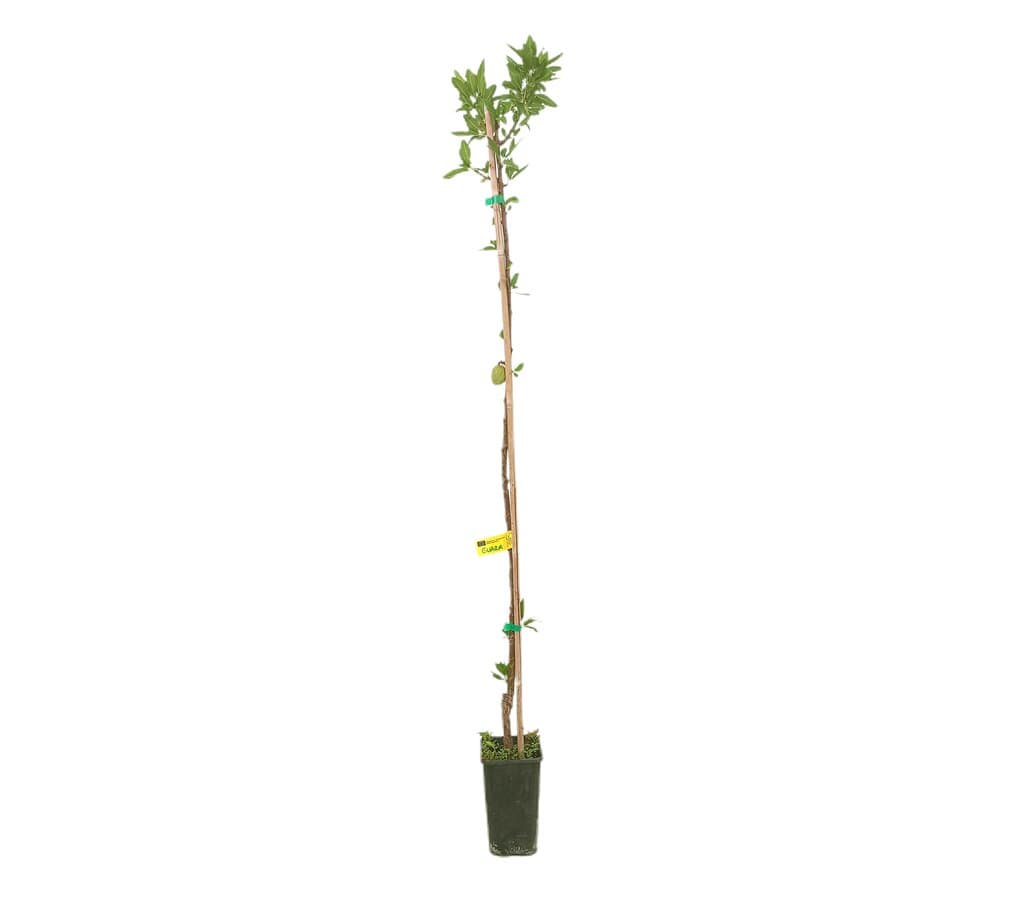 Almendro Guara M15 160-180cm_0