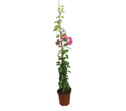 Bouganvillea Variada Doble M20 120-150cm_0