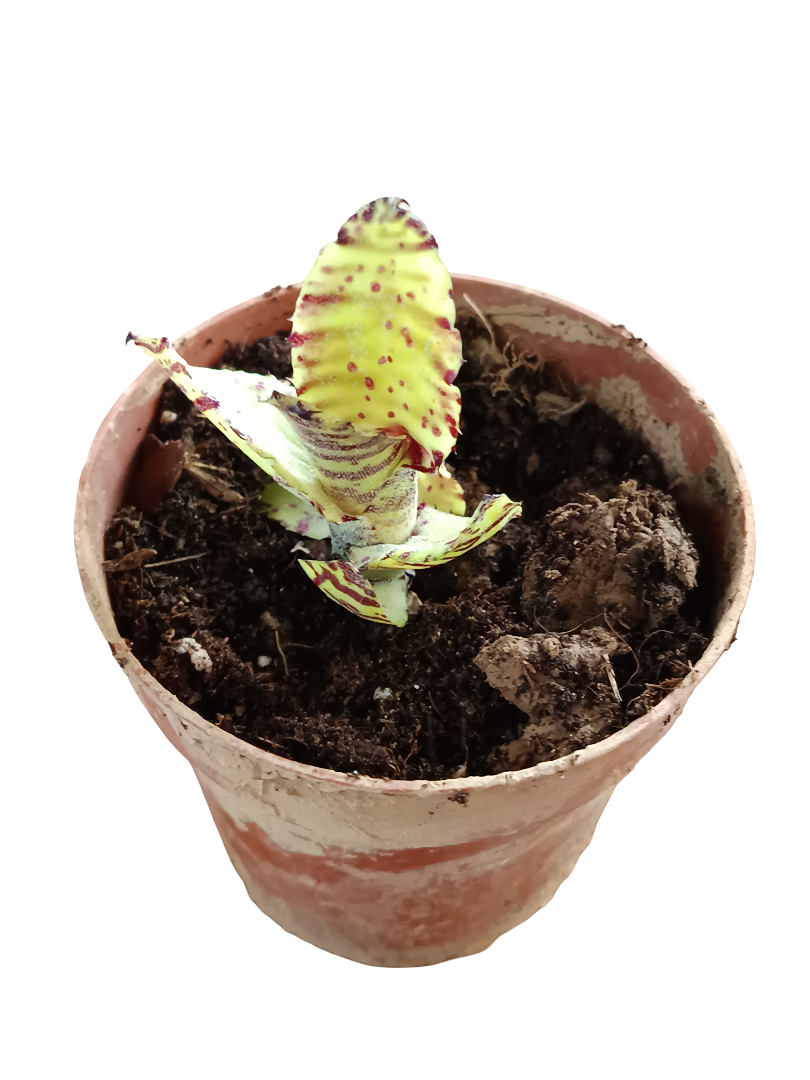 Neoregelia Akeso Planta Bromelia Para Terrarios E Inteior_0