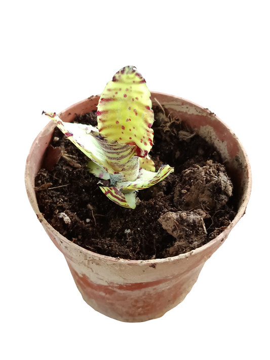 Neoregelia Akeso Planta Bromelia Para Terrarios E Inteior_0