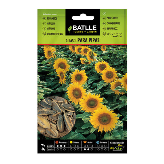 Sementes de Girassol Batlle para Cachimbos