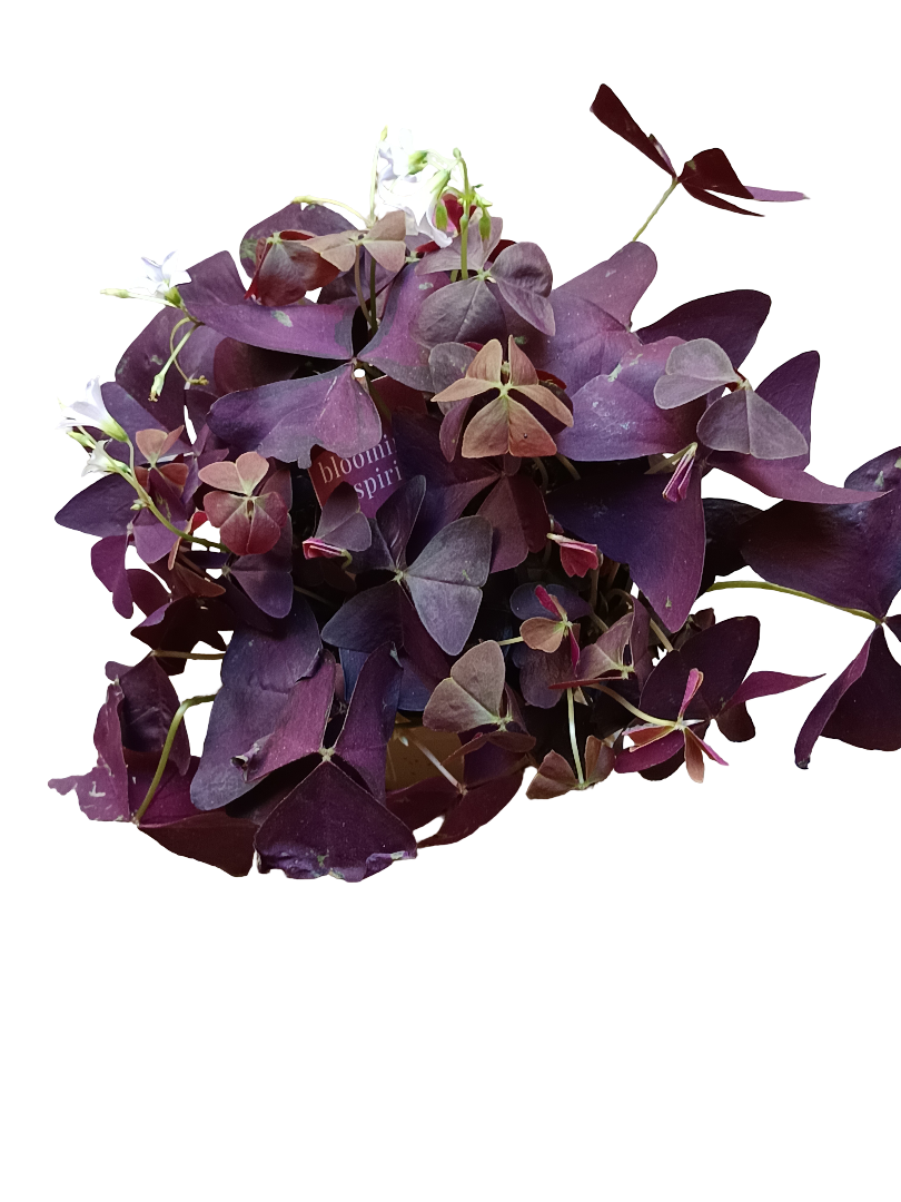 Planta Mariposa Oxalis Triangularis Planta Con Movimiento Ø12_0