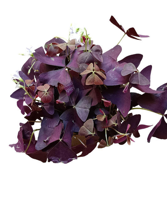 Planta Mariposa Oxalis Triangularis Planta Con Movimiento Ø12_0