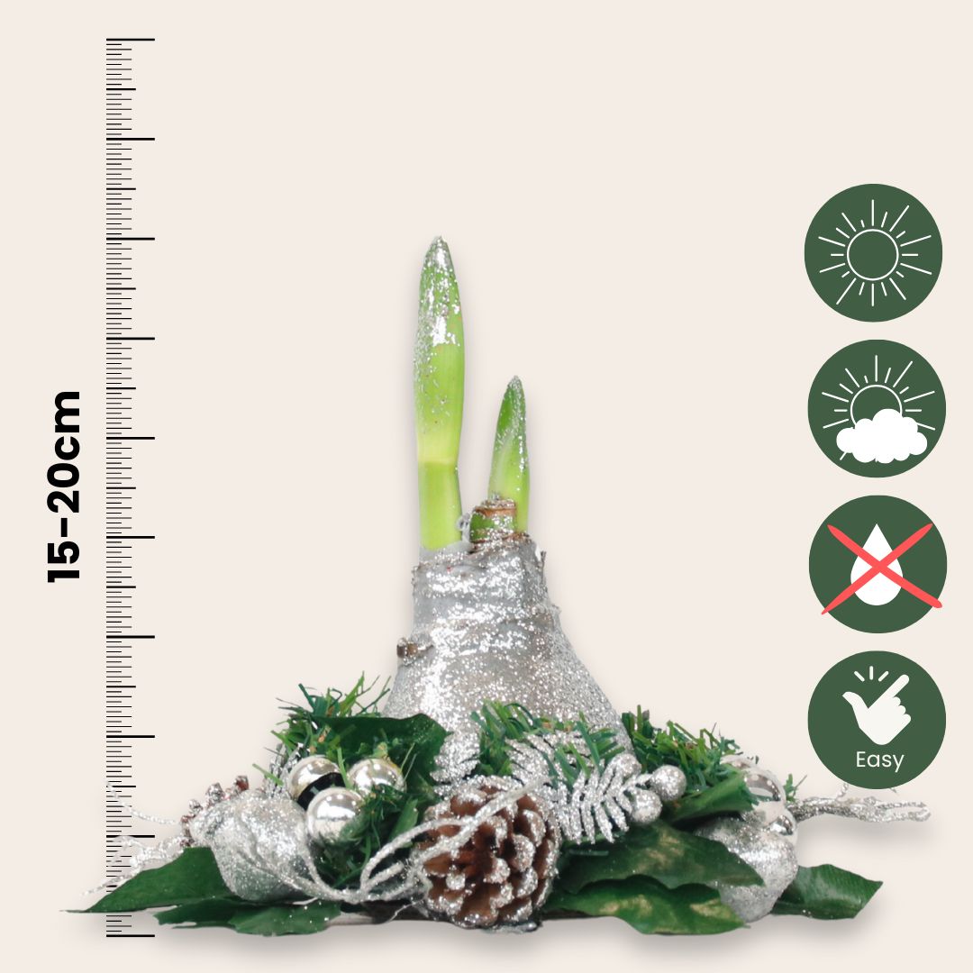 Amarilis - Hippeastrum 'corona De Navidad' - Plata_2