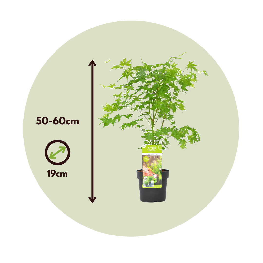 Arce Japonés - Acer Palmatum 'going Green' - Altura 50-60cm - ⌀19cm_2