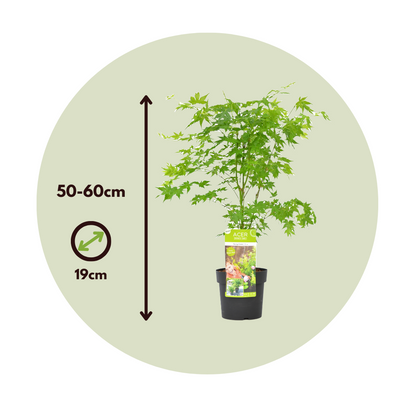 Arce Japonés - Acer Palmatum 'going Green' - Altura 50-60cm - ⌀19cm_2