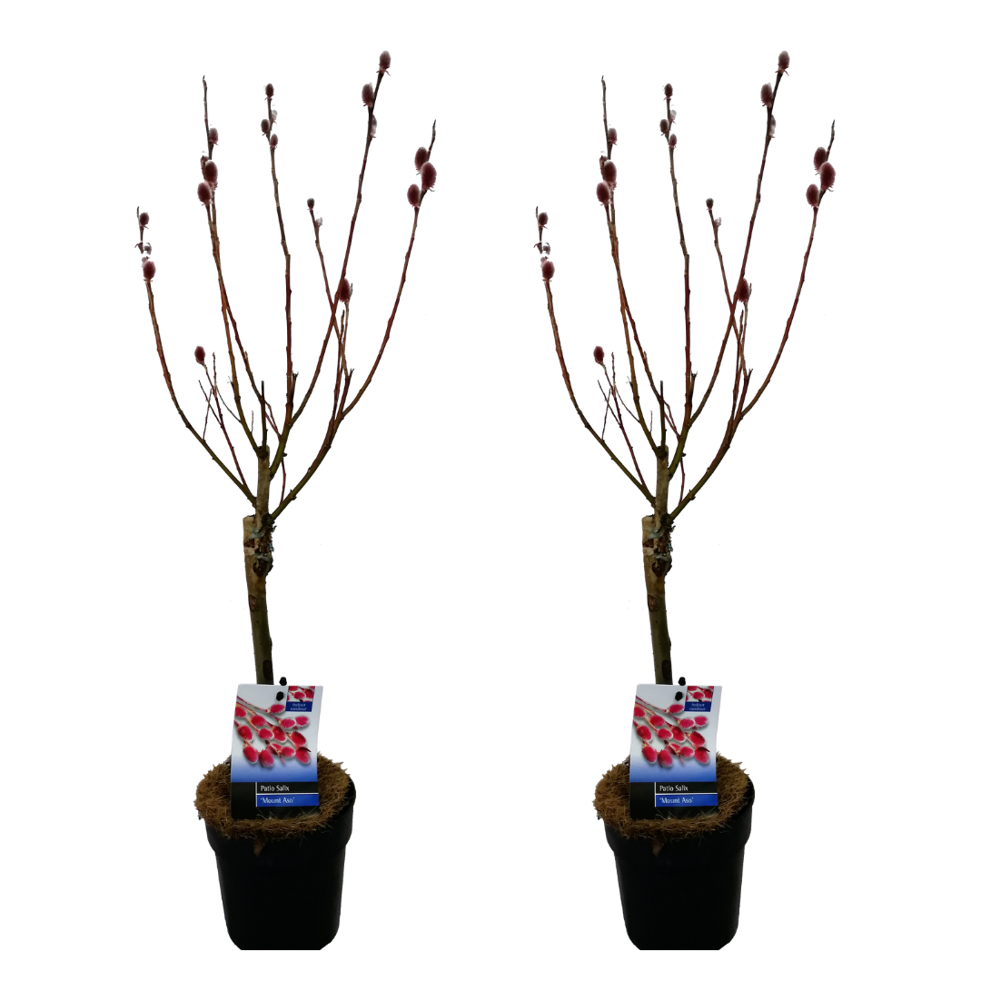 Sauce Arbustivo - 2 Pzs - Salix Gracilistyla 'mount Aso' - A50-60cm - ⌀12cm_0