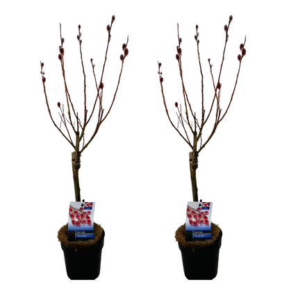 Sauce Arbustivo - 2 Pzs - Salix Gracilistyla 'mount Aso' - A50-60cm - ⌀12cm_0