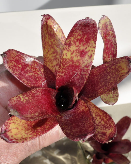 Neoregelia 'Red Waif'; bromelia colorida, ideal para terrarios; Curiosarium; altura 14 cm, diámetro 10 cm, sin sustrato_0