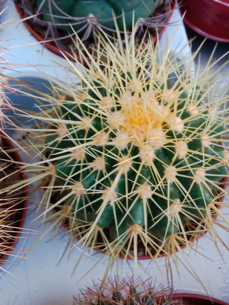 Planta Cactus Echinocactus Grusonii Ø8 Cm_0