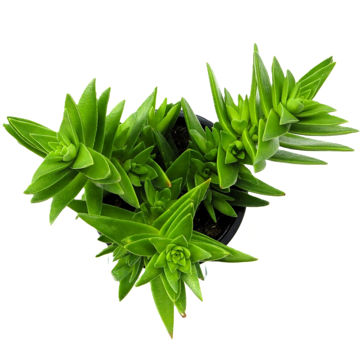 Crassula Capitella Subsp. Thyrsiflora; Planta Suculenta Verde; Curiosarium; Diámetro Maceta 10,5 Cm_1