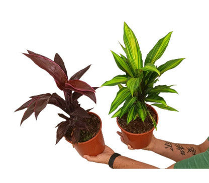 Cordyline Fructucosa M17 50cm_1