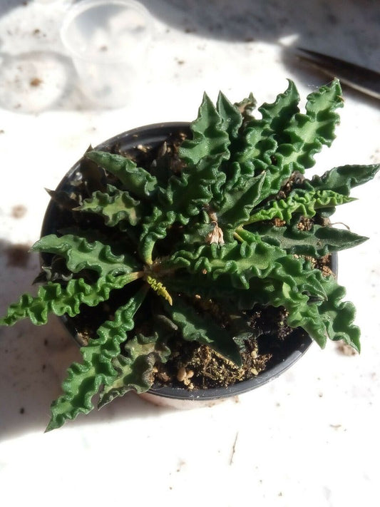 Euphorbia Decary Pequeñas Planta Suculenta Rara_0