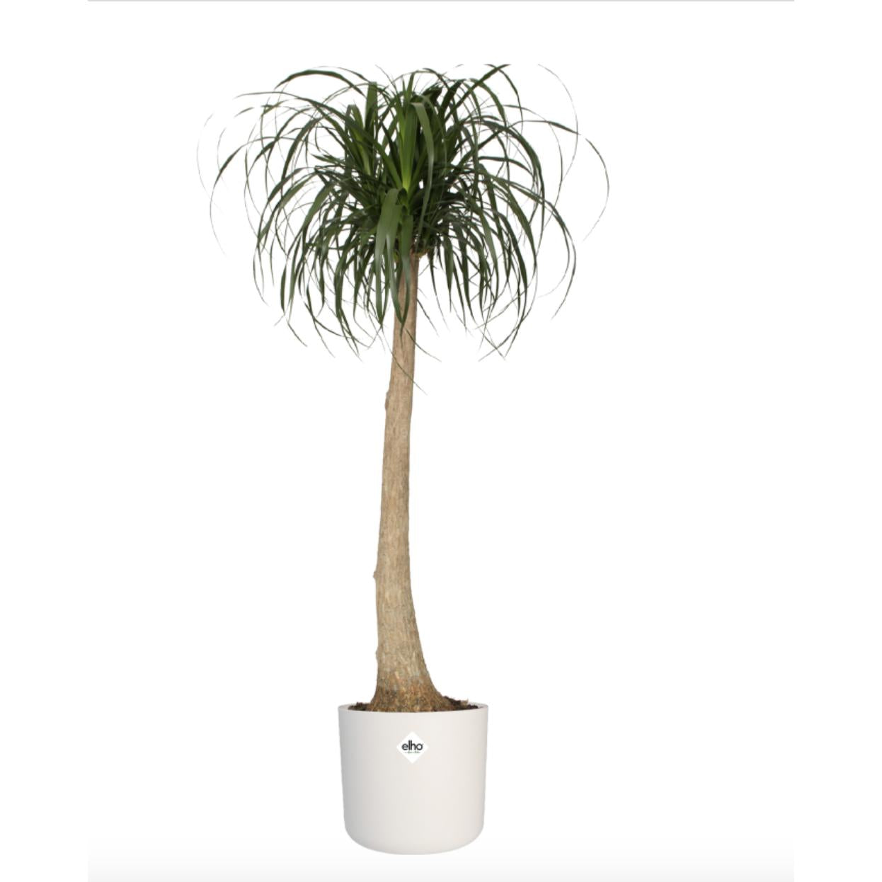 B. para vaso redondo macio Elho branco 25 cm