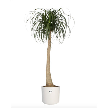 B. para vaso redondo macio Elho branco 25 cm