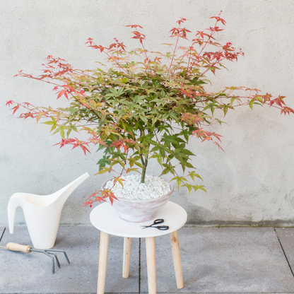 Arce Japonés - 3 Pzs - Acer Palmatum - Altura 60-70cm - ⌀19cm_4