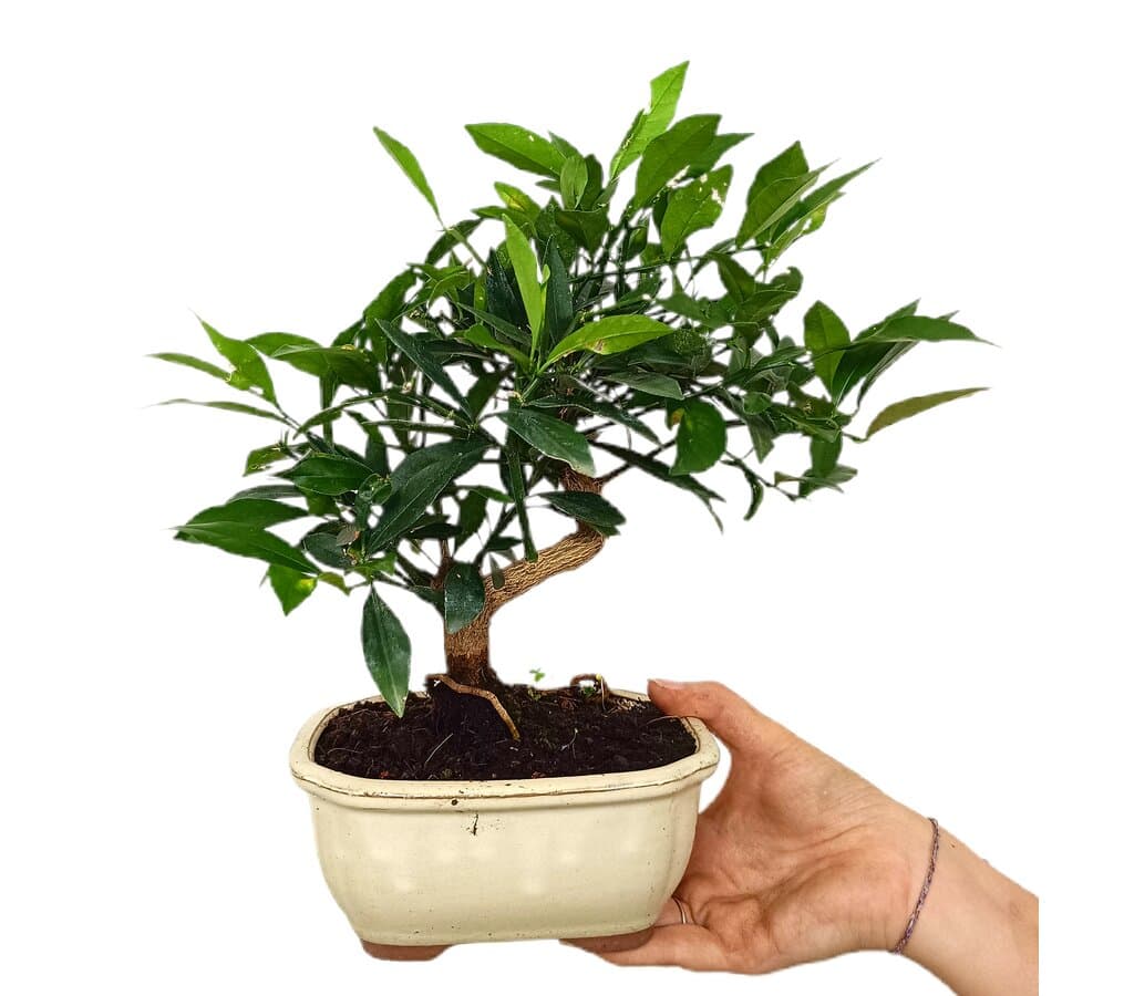 Bonsái Citrus Limequat 8 Años (limonero)_0