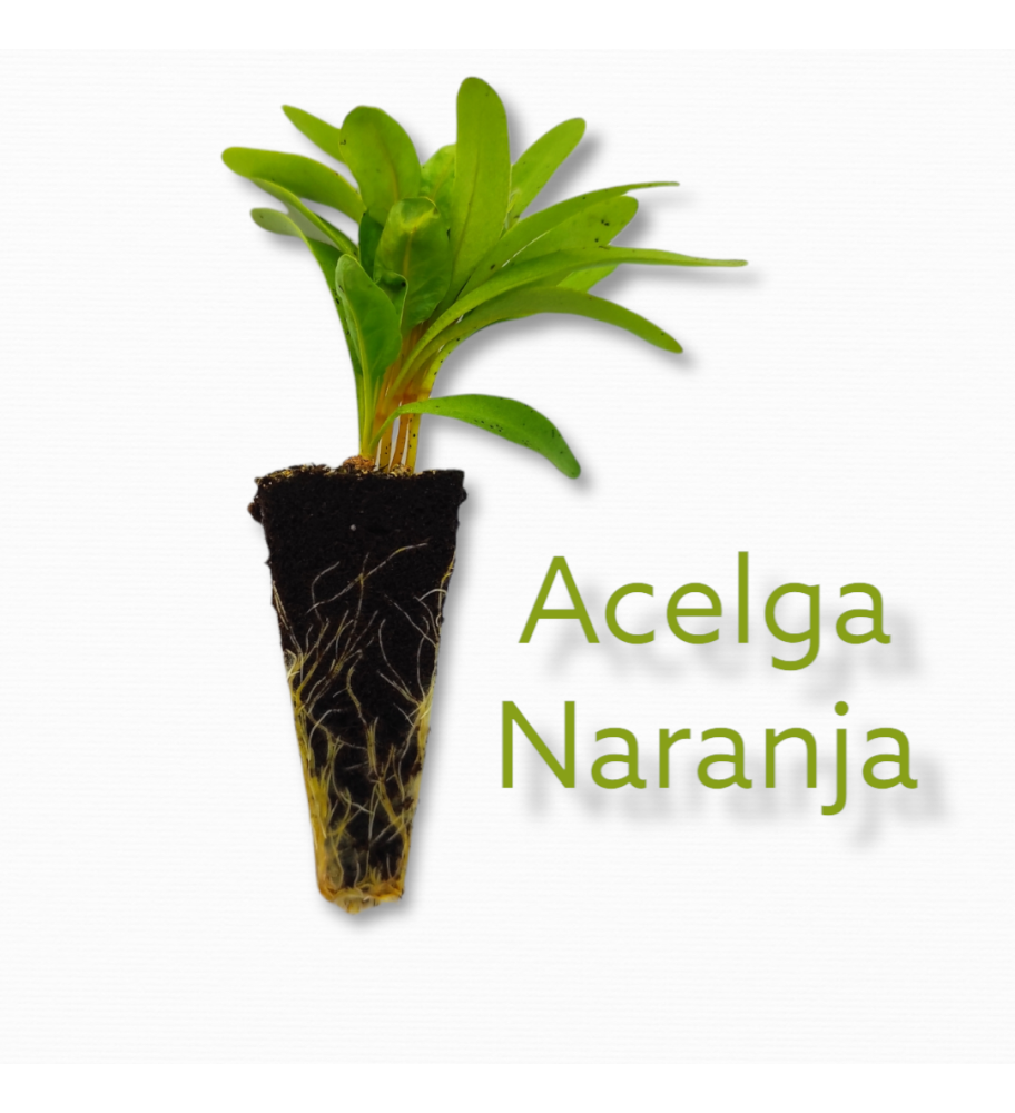 Plantón Acelga Naranja (10 Unidades)_1
