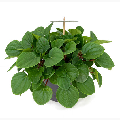 Peperomia Albovittata M17 35cm_2