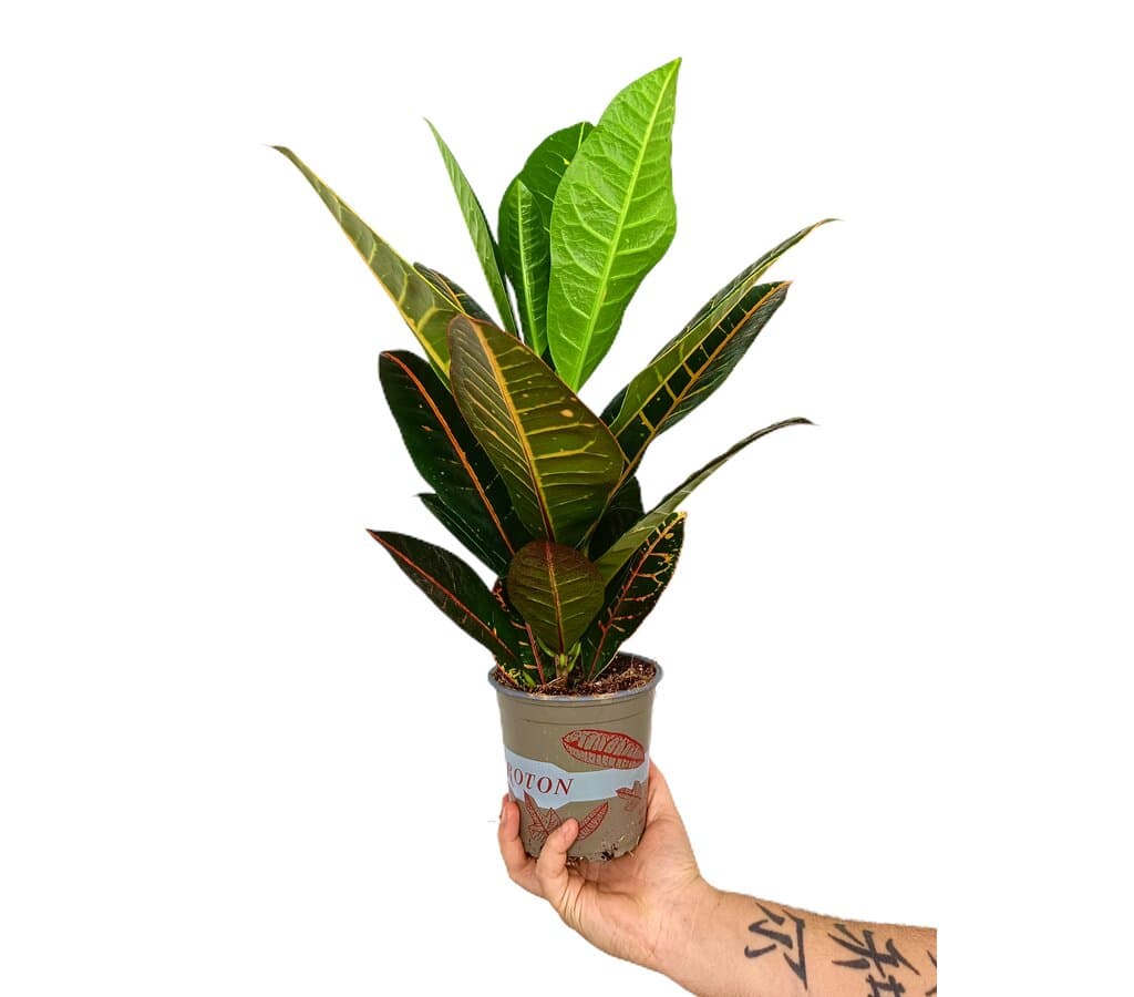 Croton Petra M13 40cm_2