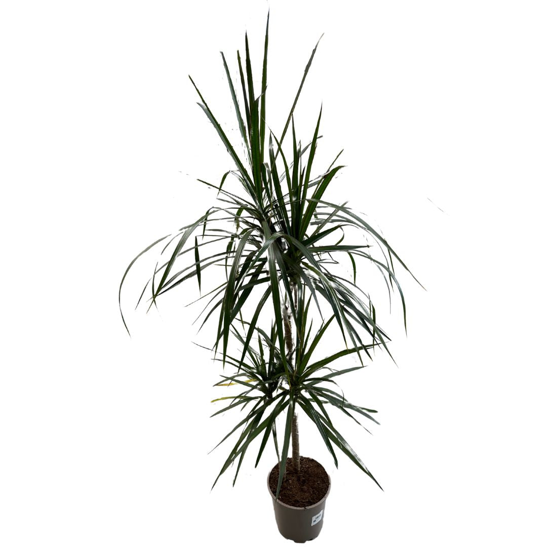 Dracena Marginata Planta De Interior (dracaena Marginata) Maceta 20cm 3 Troncos 60/30/15_1