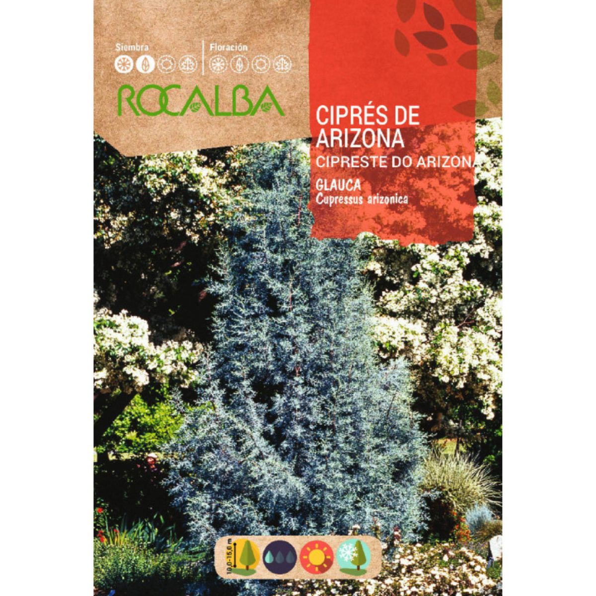 Sementes de cipreste do Arizona (Cypress arizonica)