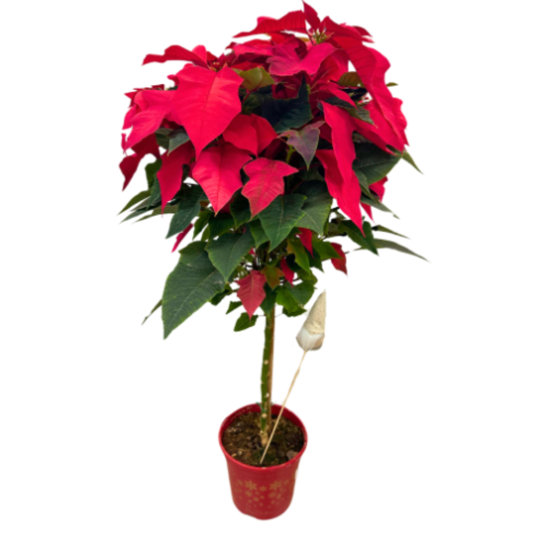 Poinsettia En Copa: La Flor De Pascua Que Ilumina Tu Navidad M20_0