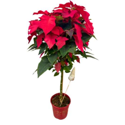 Poinsettia En Copa: La Flor De Pascua Que Ilumina Tu Navidad M20_0