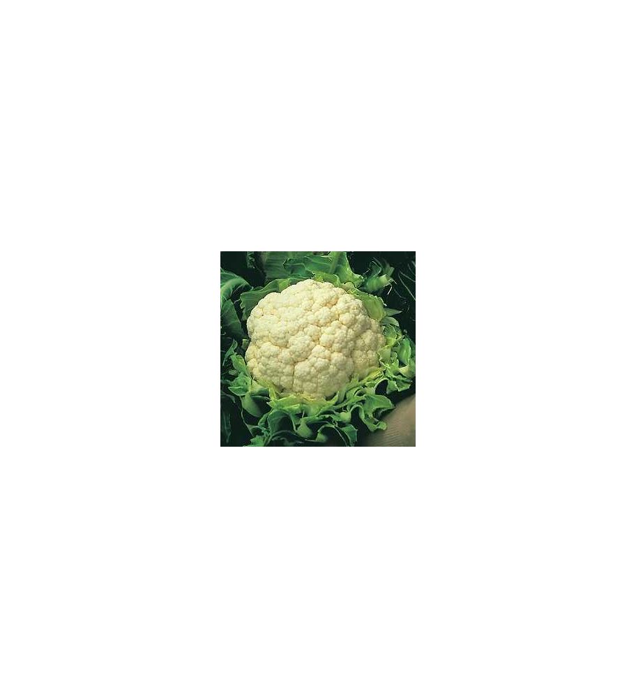 Plantón Coliflor (10 Unidades)_0