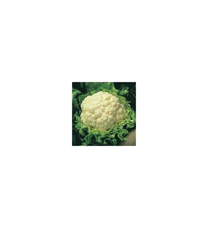 Plantón Coliflor (10 Unidades)_0