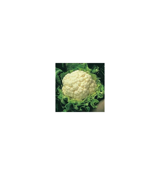 Plantón Coliflor (10 Unidades)_0