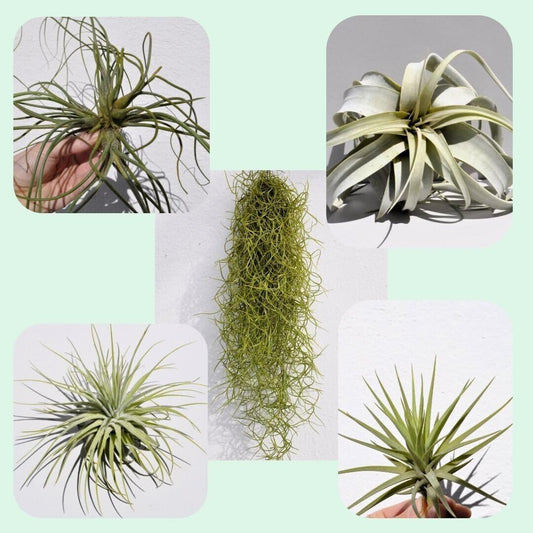 Lote Plantas del Aire MAGNUM; plantas del aire, tillandsias, 5 ejemplares diferentes; Curiosarium; tamaños grandes_0
