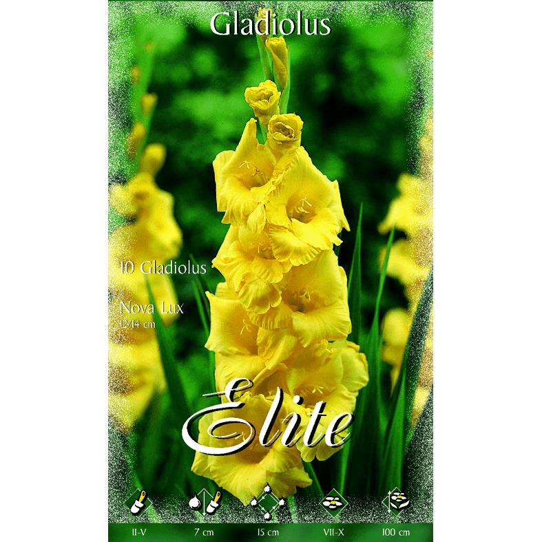 Bolbo Gladíolo Amarelo 10 unidades