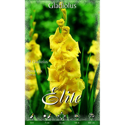 Bolbo Gladíolo Amarelo 10 unidades