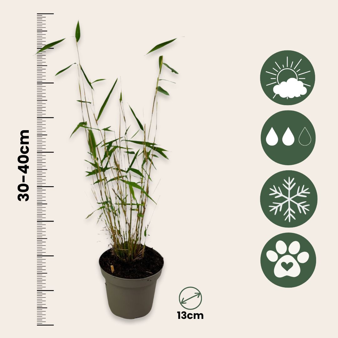 Bambú - 3 Pzs - Fargesia Papyrifera 'blue Dragon' - Altura 30-40cm - ⌀13cm_2