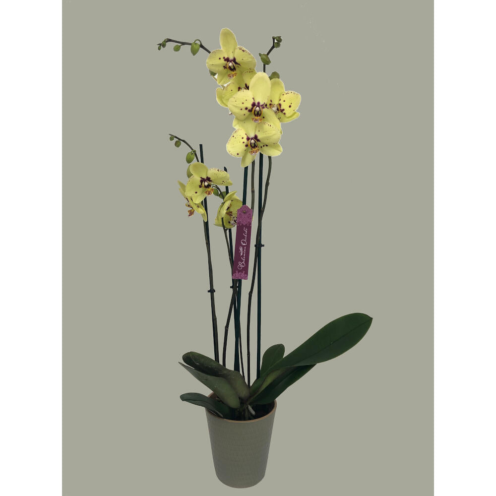 Orquidea Phalaenopsis Congada 2/3 Tallos M12 70cm_0