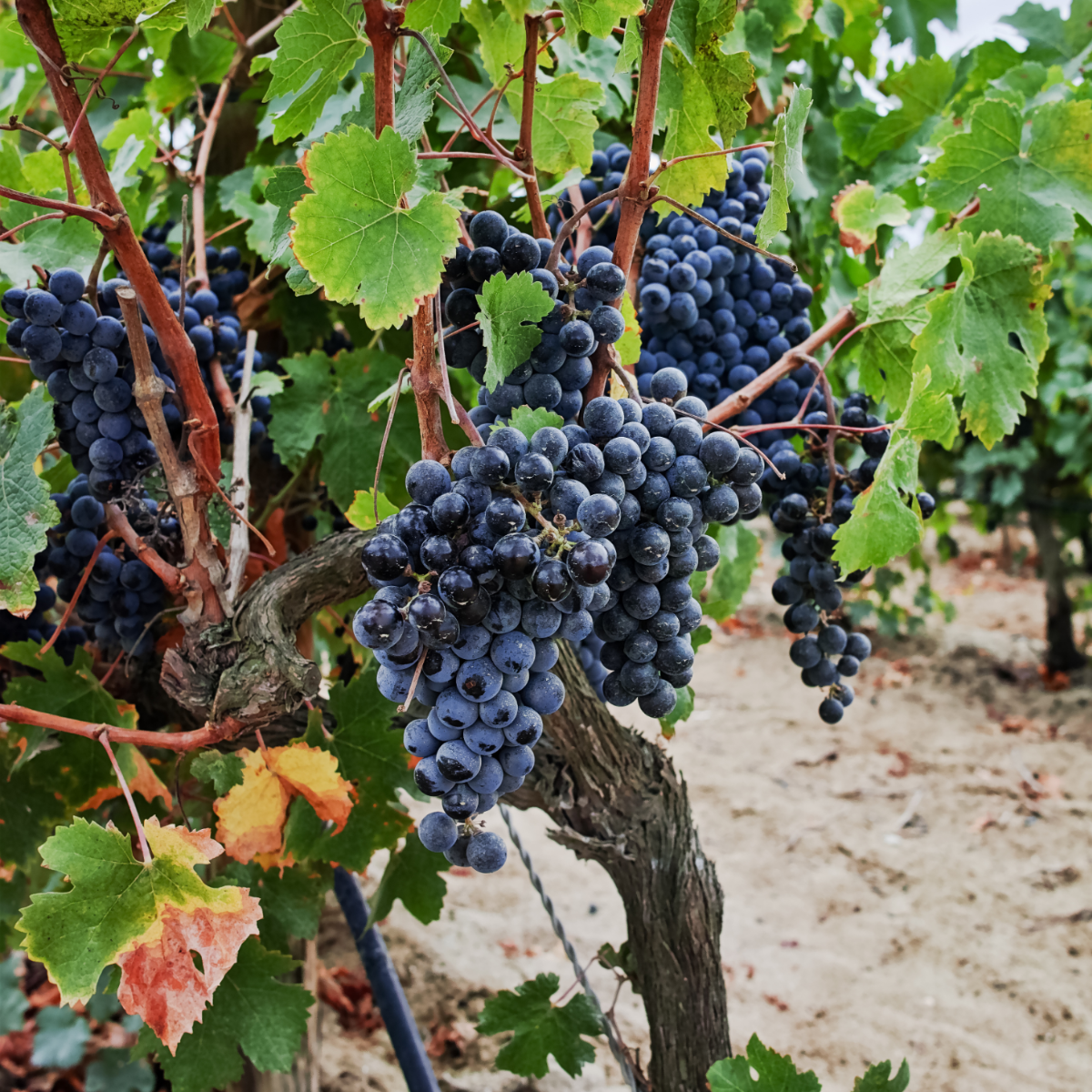 Planta De Uva - Vitis Vinifera ‘nero’ - Altura 60-75cm - ⌀21cm_1