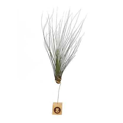 Tillandsia Juncifolia 20cm Alto X 10cm Ancho_1