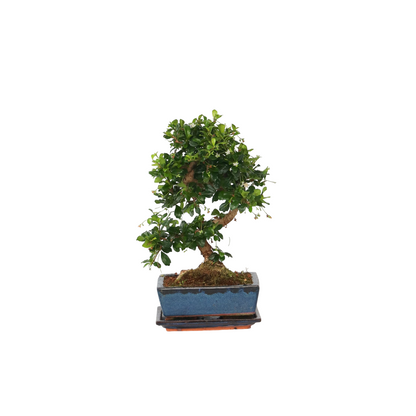 Bonsái - Carmona Microphylla - Altura 25-30cm - ⌀20cm_0