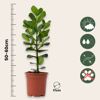 Copey Rosado - 2 Pzs - Clusia Rosea 'princess' - Altura 50-60cm - ⌀17cm_2
