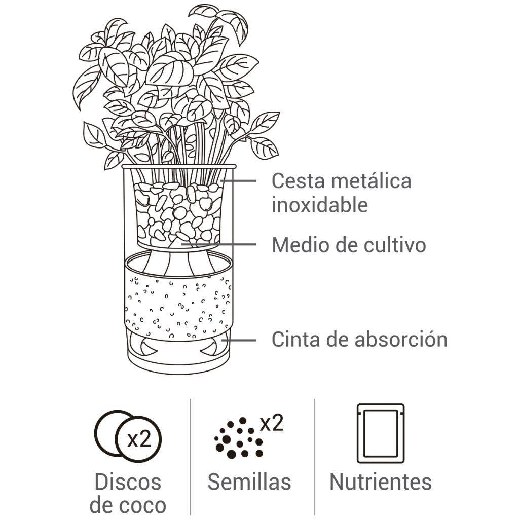 Cultivo hidropónico de hortelã e manjericão-limão