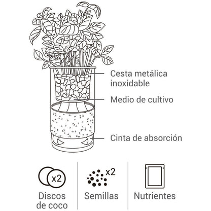 Cultivo hidropónico de hortelã e manjericão-limão