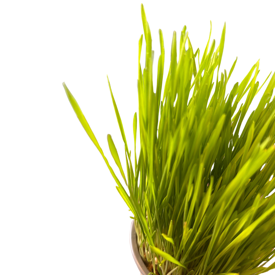 Kattegrass Hierba Para Gatos M12_1
